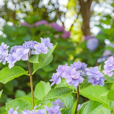 道端に溢れる紫陽花の写真