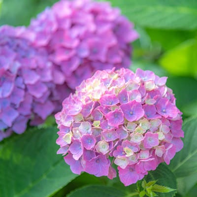 開き始めた紫陽花の装飾花の写真