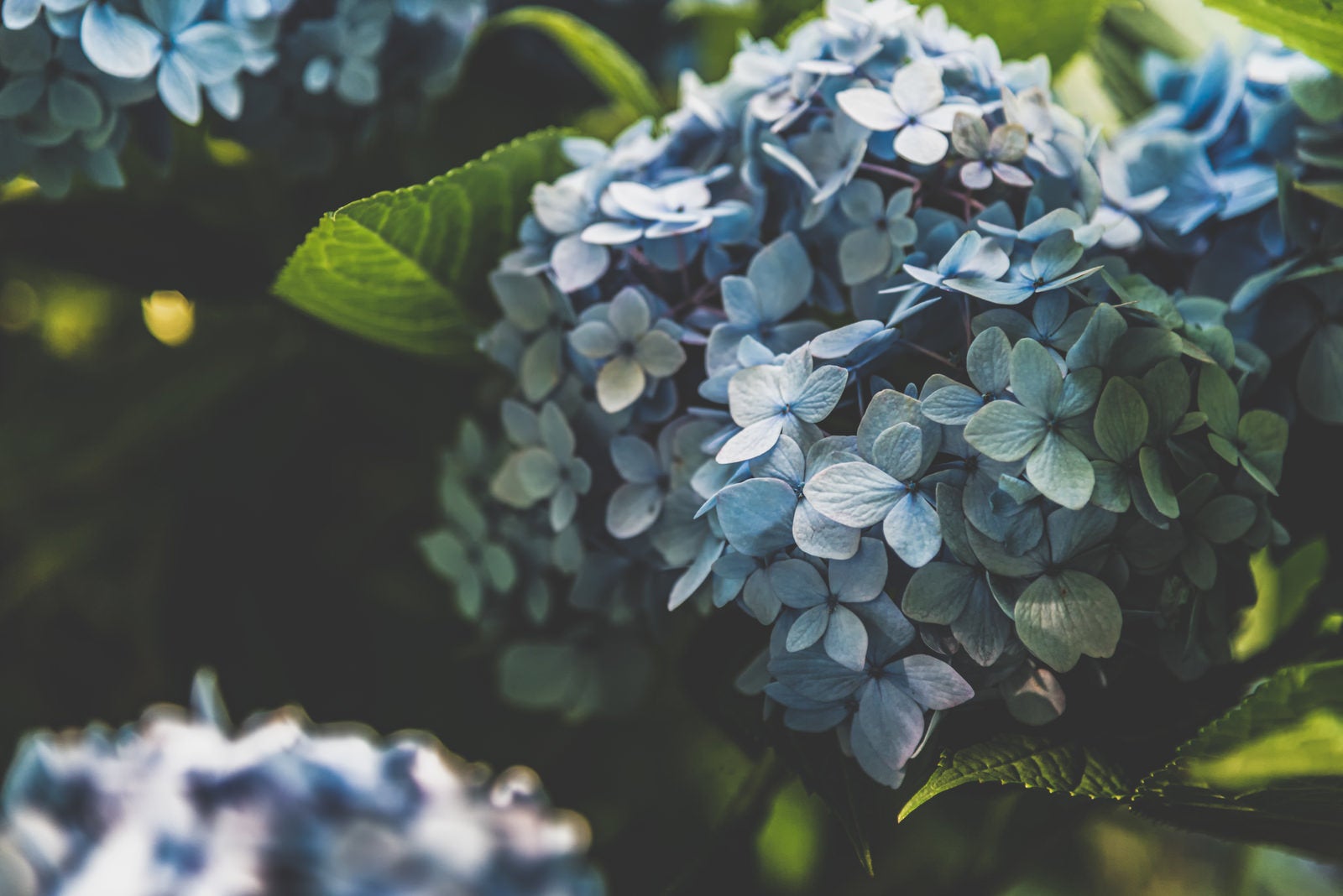 「紫陽花の装飾花に注ぐ光」の写真