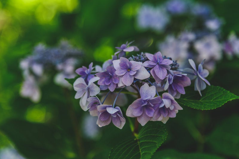 暗がりに咲く紫陽花の写真