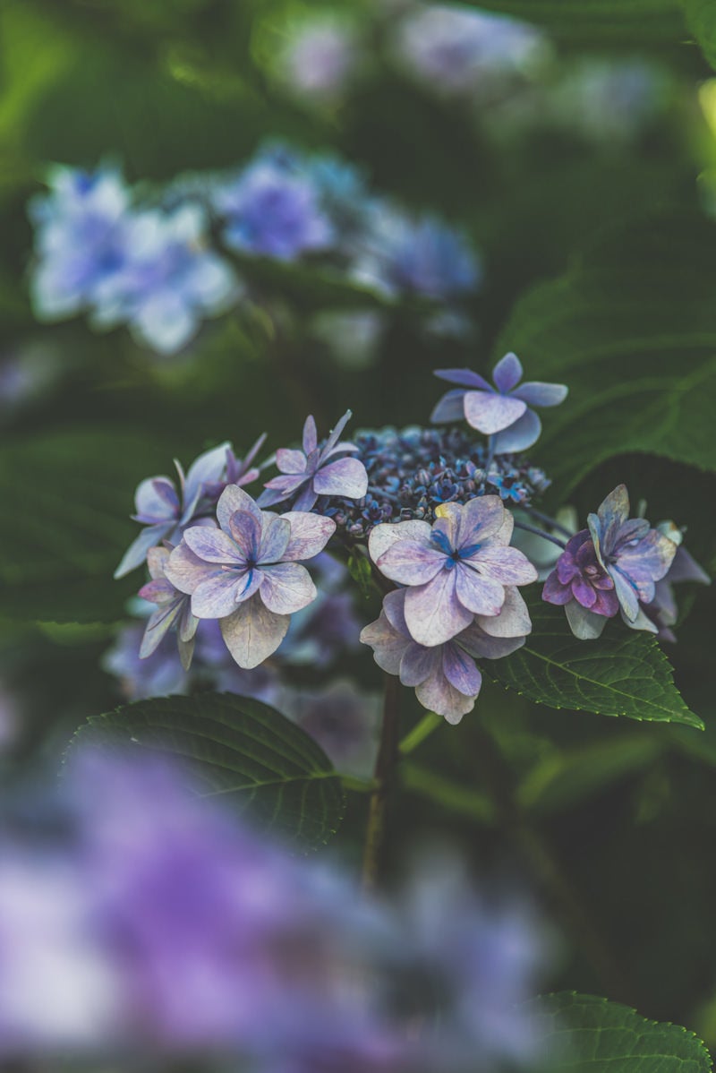 木陰にじっとする紫陽花の写真