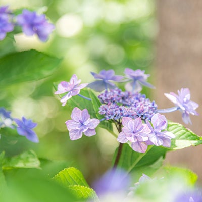 太陽の光を浴びるガク紫陽花の写真