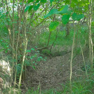 木々に囲まれほぼ土砂に埋まった船見台砲台の写真