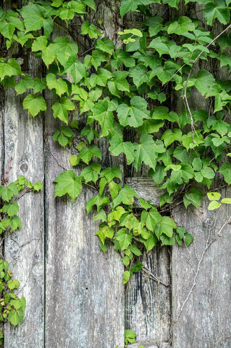 「板の壁に這うツタの葉」の写真