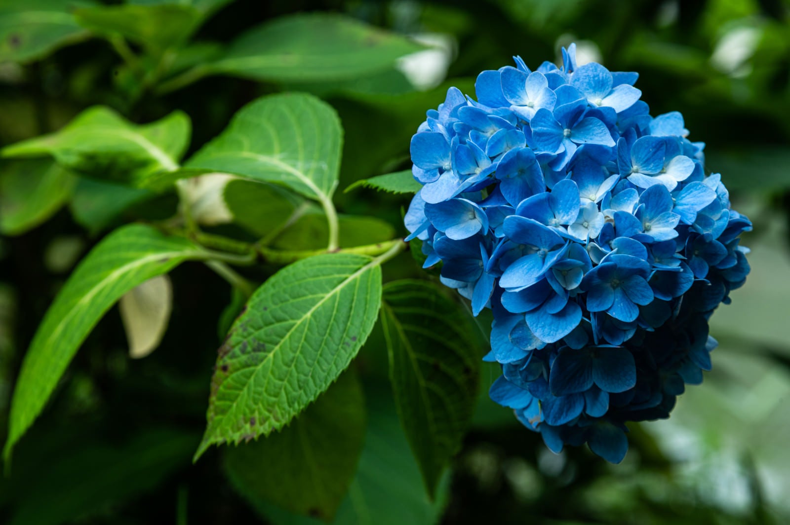 「たくさんの花をつけた紫陽花」の写真