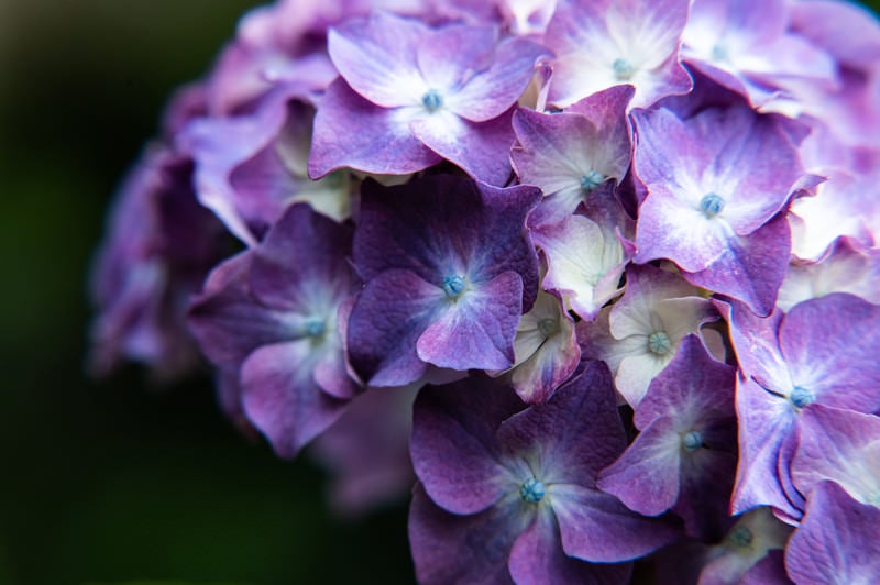 集合した紫陽花の装飾花の写真