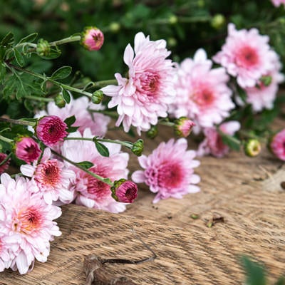 並べられたキク科の切り花の写真