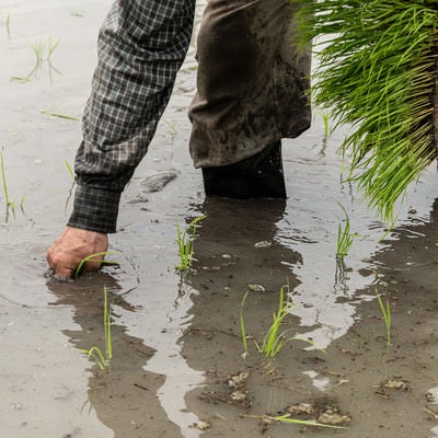 水田に稲を植える人の手元の写真