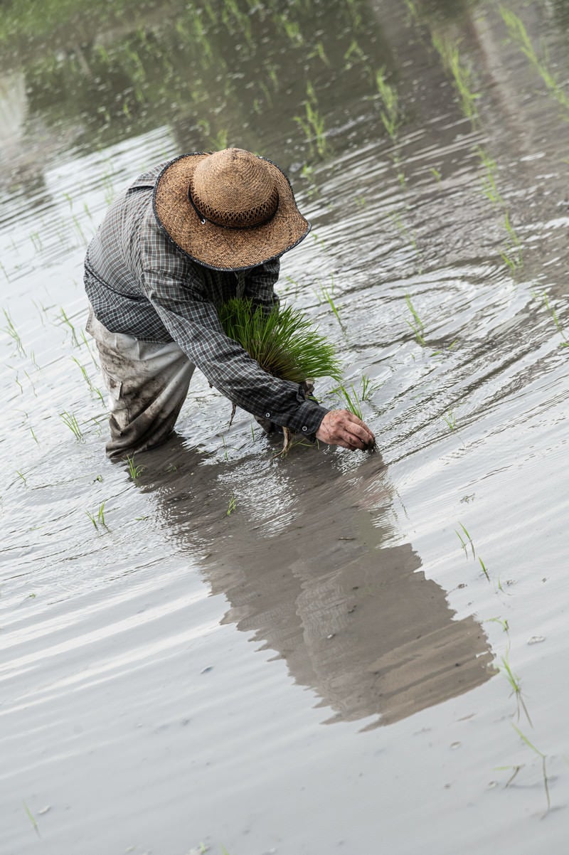 水田に映る田植え姿の写真