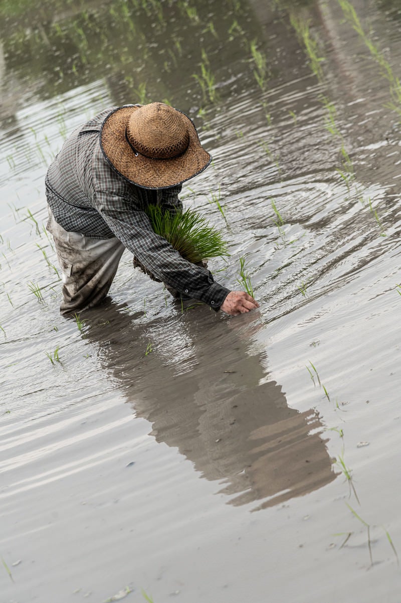 田植え姿と水田の波紋の写真