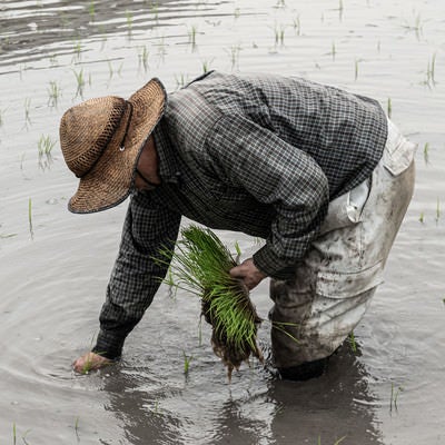 中腰で田植えをする男性の写真