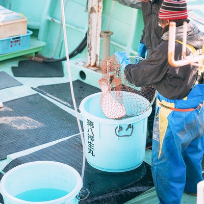 請戸漁港の水揚げの写真