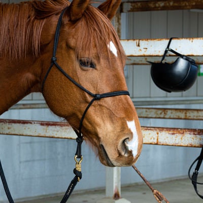 南相馬市馬事公苑の馬の写真