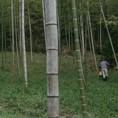 たけのこを採りに山を登る職人の写真