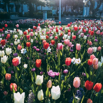 チューリップの花たちの写真