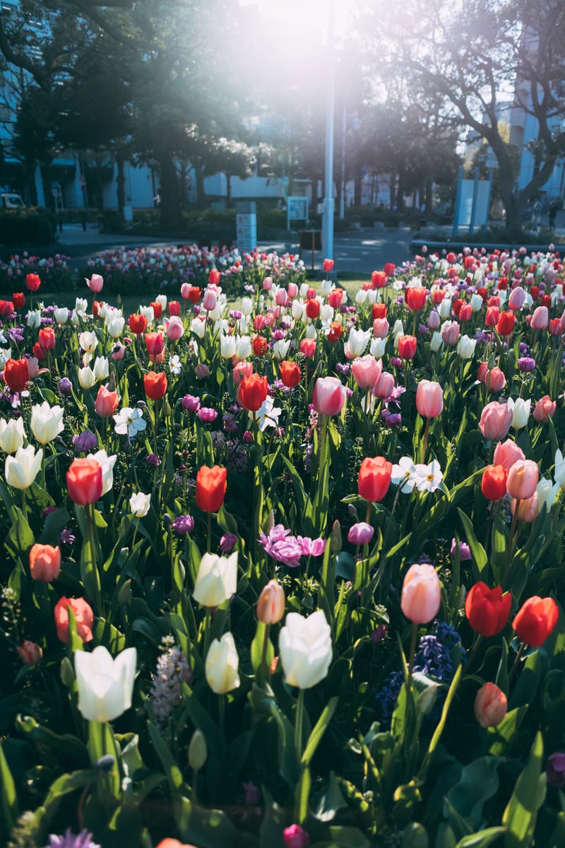 チューリップの花たちの写真