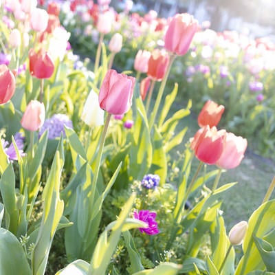 咲いたチューリップの花の写真