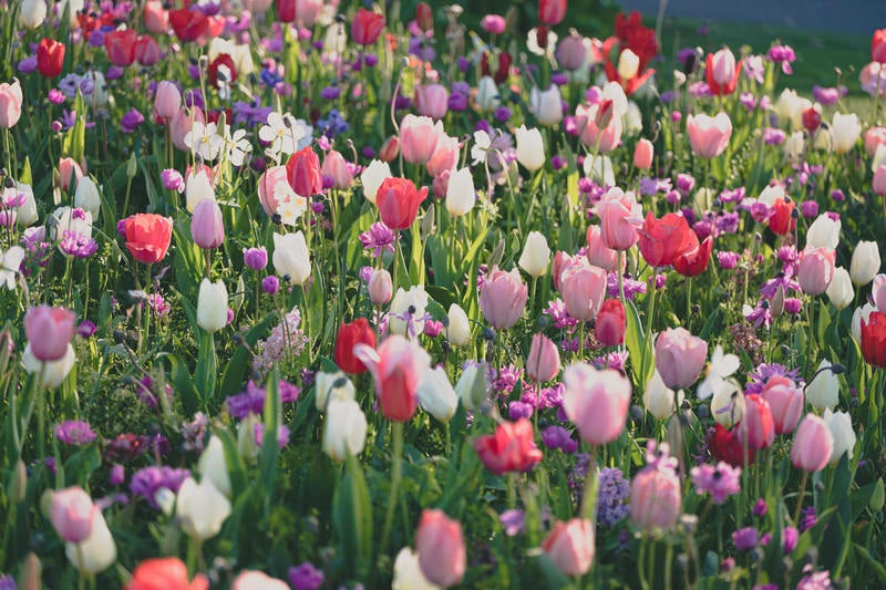 さいた さいた チューリップの 花がの写真