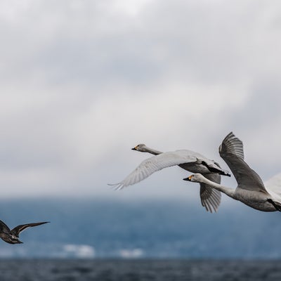 羽ばたく白鳥と鴨の写真