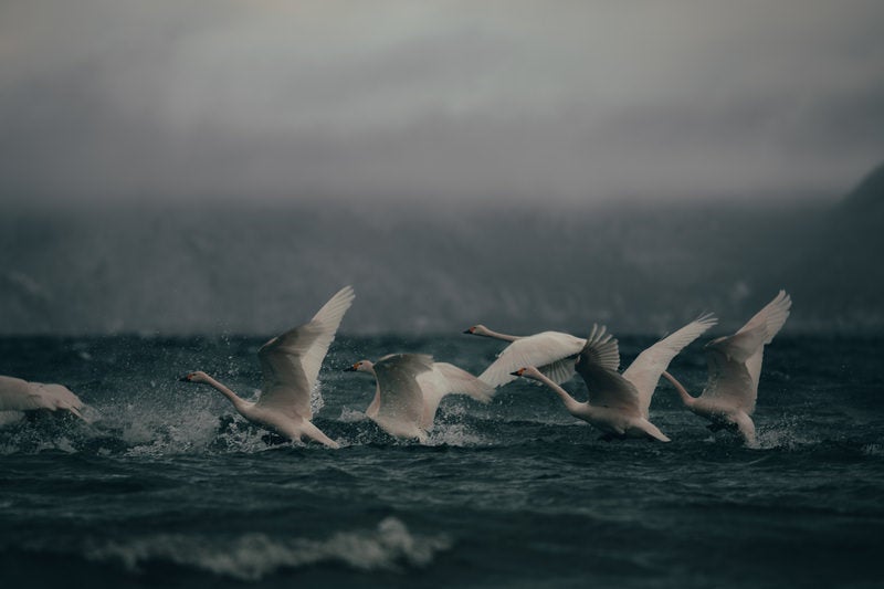 飛び立とうとする白鳥の群れの写真