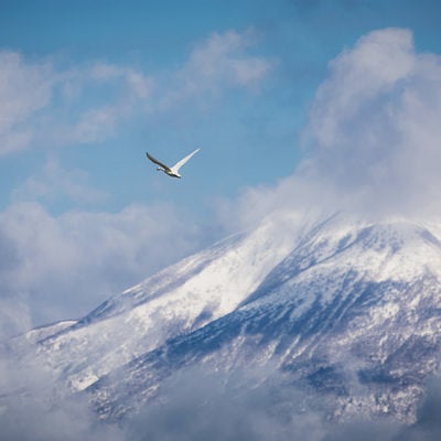 磐梯山を背に飛び立つ白鳥の写真