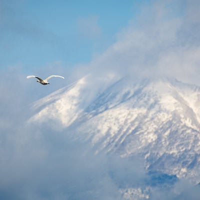 磐梯山の空に舞い踊る白鳥の写真