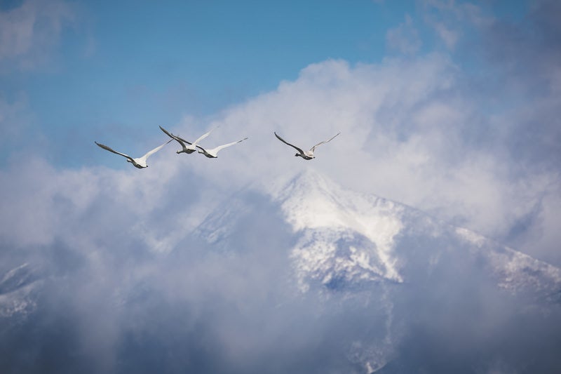 上空を飛ぶ白鳥の群れの写真