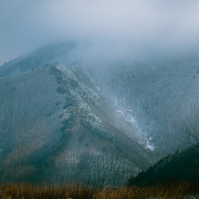 ガスのかかった山に飛び立つ白鳥の写真