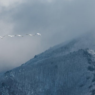 白鳥が織りなす磐梯山の舞台の写真