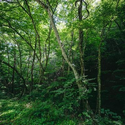 木々が生い茂る遊歩道沿いの写真