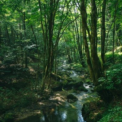 行司ヶ滝に向かう山中の渓流の写真