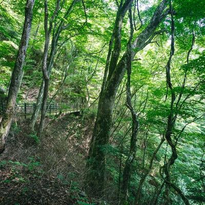 木々に覆われた行司ヶ滝（ぎょうじがたき）遊歩道の写真