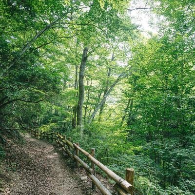 新緑の季節と遊歩道（行司ヶ滝）の写真