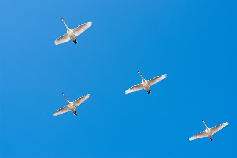 青空を泳ぐ白鳥の写真