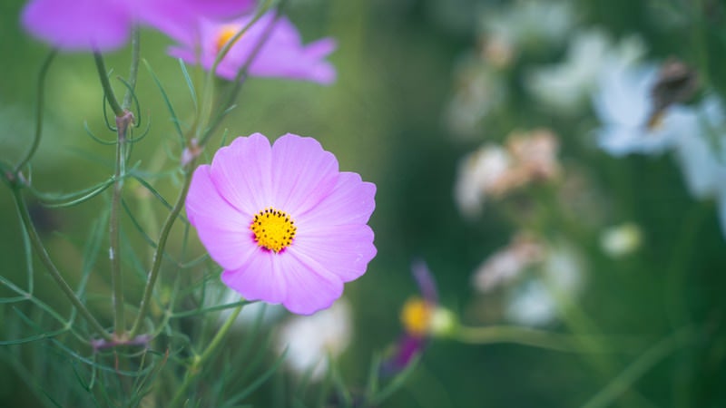 花弁を広げるコスモスの写真