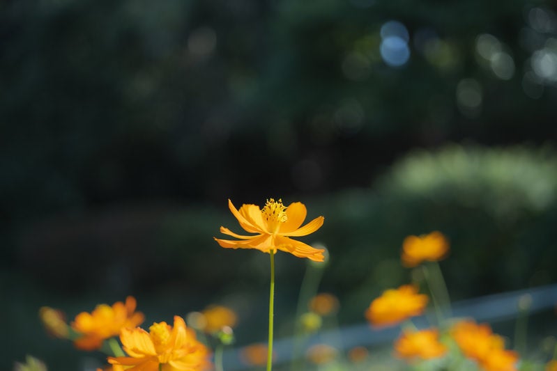 空に向かって花開くコスモスの写真