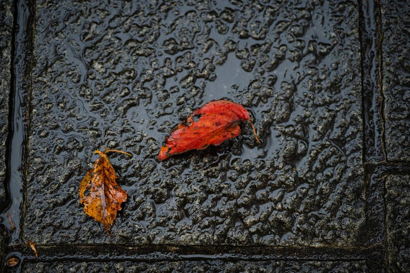 雨上がりの地面と落ち葉の写真