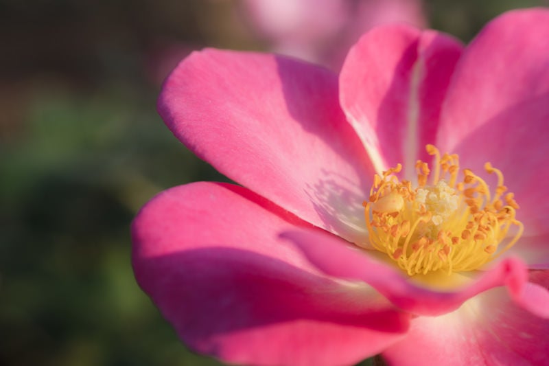 花弁の残る雄しべの影の写真