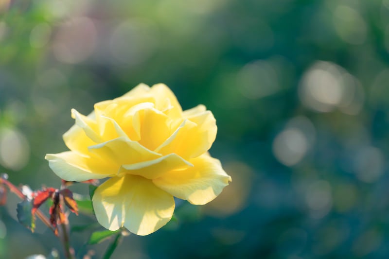 日の当たる黄色の薔薇の写真