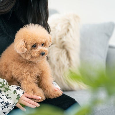 飼い主の膝の上でじっとするトイプードルの写真