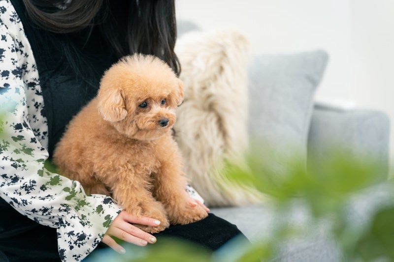 飼い主の膝の上でじっとするトイプードルの写真