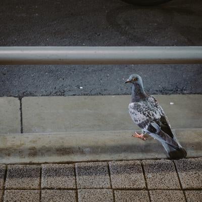 左右背後を確認する鳩の写真