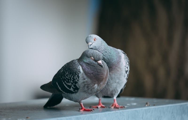 なかよし鳩ぽっぽの写真