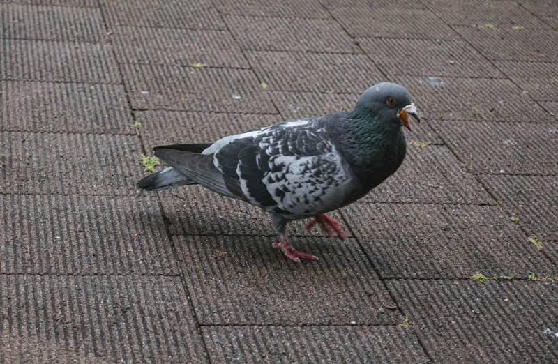 吠え鳩の写真