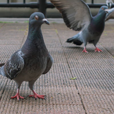 エサの嗅覚で集まってくる鳩たちの写真