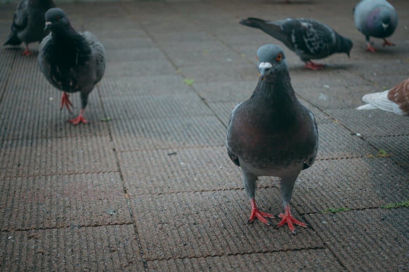 鳩がやってきたの写真