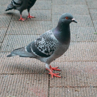 公園にいた鳩たちの写真