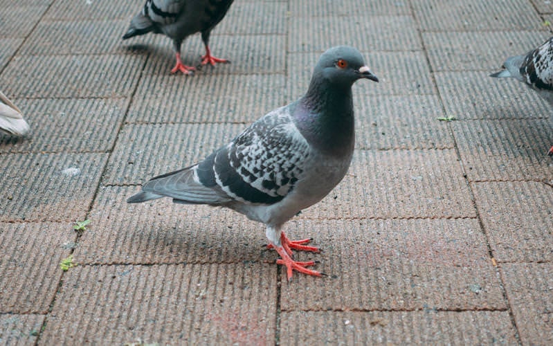 公園にいた鳩たちの写真