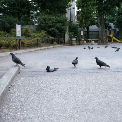 西大久保公園の鳩の写真