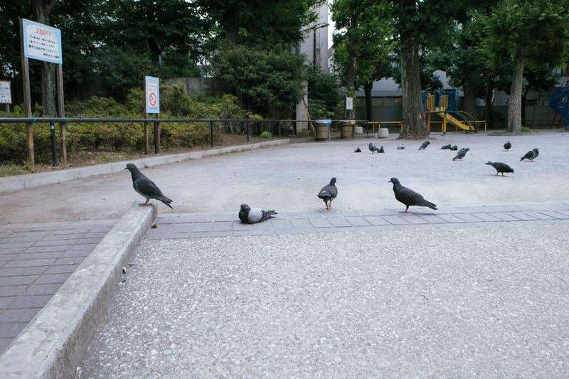 西大久保公園の鳩の写真